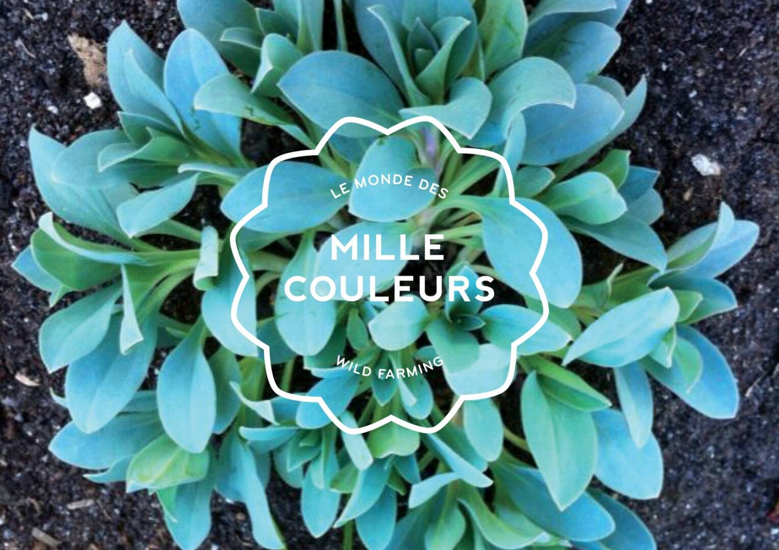 Local et durable à portée de clics : l’exemple inspirant du Monde des Mille Couleurs et d’Entraid’Union